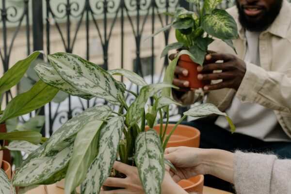 Planting in Balcony Planting in Balcony