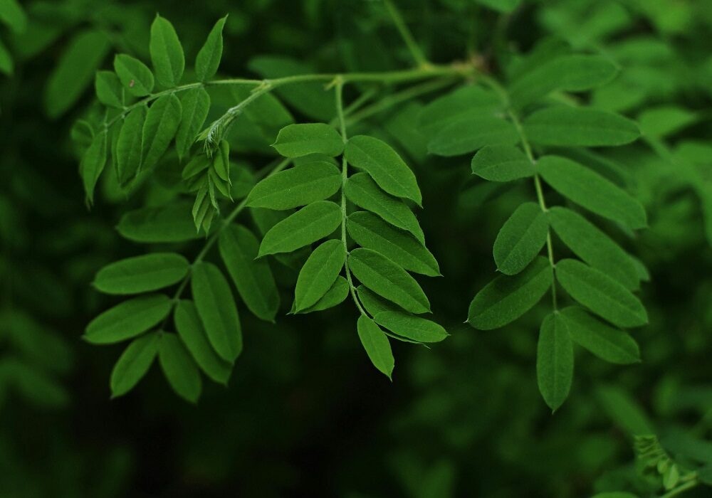 Health Secrets of Moringa Leaves