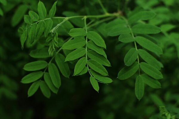 Health Secrets of Moringa Leaves Health Secrets of Moringa Leaves