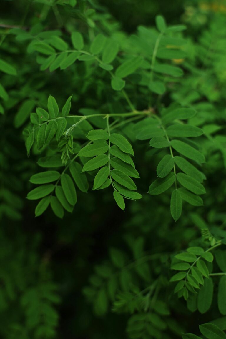 Health Secrets of Moringa Leaves